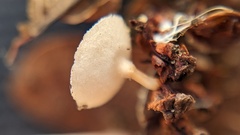 Ciboria amentacea