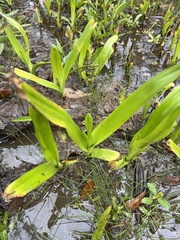 Crinum americanum