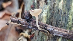 Ciboria amentacea