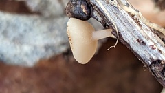 Ciboria amentacea
