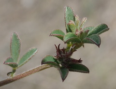 Indigofera sp12