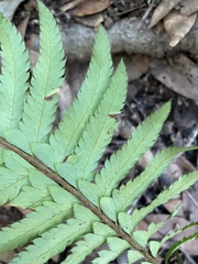Polystichum californicum × munitum
