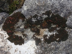 Lathagrium cristatum