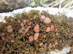 Lathagrium cristatum