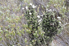 Phaenocoma prolifera