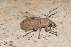 Geonemus flabellipes