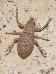 Geonemus flabellipes