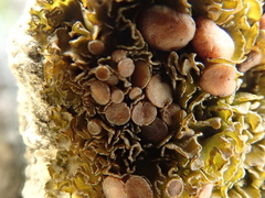 Lathagrium cristatum