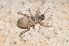 Geonemus flabellipes