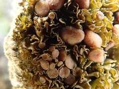 Lathagrium cristatum