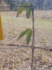 Bignonia capreolata