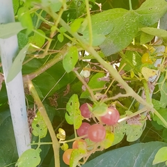 Solanum pimpinellifolium