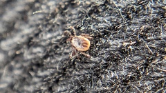 Ixodes ricinus