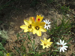 Ixia maculata