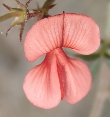 Indigofera sp12