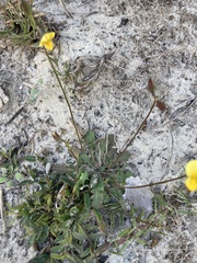 Crotalaria rotundifolia