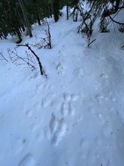 Lepus americanus
