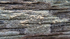 Lecanora symmicta