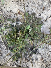 Crotalaria rotundifolia