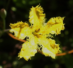 Villarsia capensis