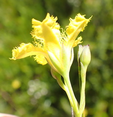 Villarsia capensis