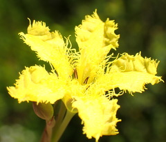 Villarsia capensis