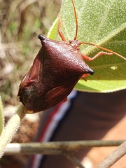 Peromatus