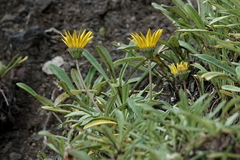 Gazania linearis