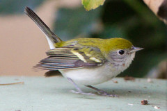 Chestnut-Sided Warbler photo 5