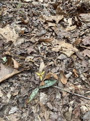 Erythronium americanum