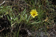 Gazania linearis