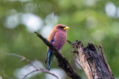 Eurystomus glaucurus