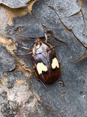 Pedinorrhina trivittata