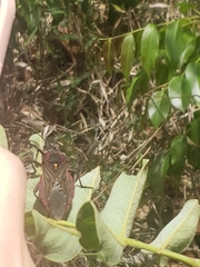 Pachylis pharaonis