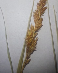 Carex praecox