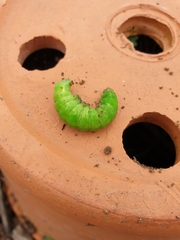 Phlogophora