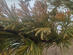 Cryptomeria japonica