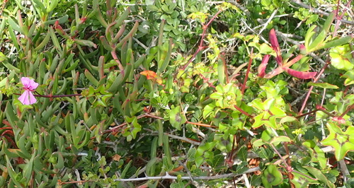 Pelargonium peltatum
