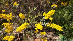 Acacia cultriformis