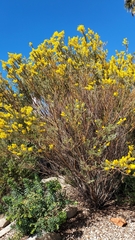 Acacia cultriformis