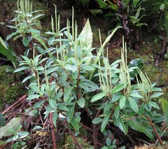 Peperomia leptostachya