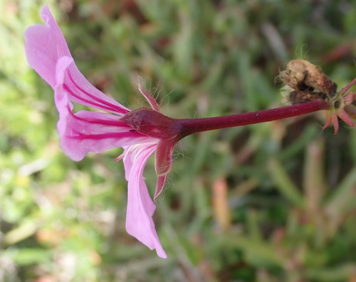 Pelargonium peltatum