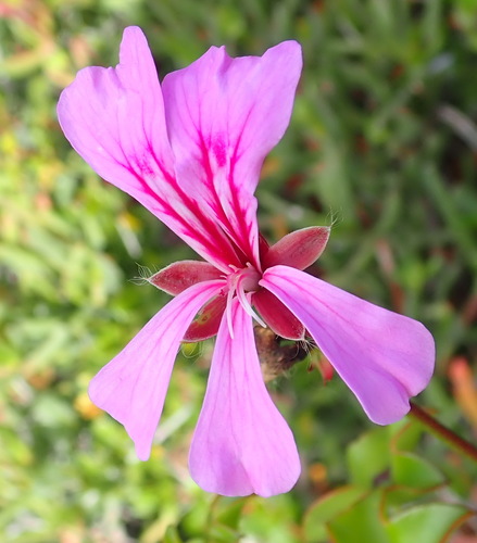 Pelargonium peltatum