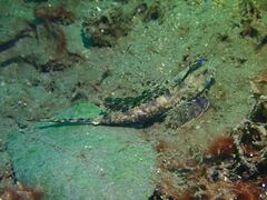 Dactylopus dactylopus