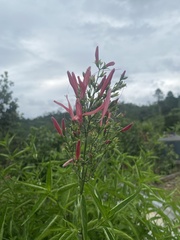 Dianthera