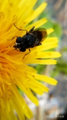Asemosyrphus mexicanus