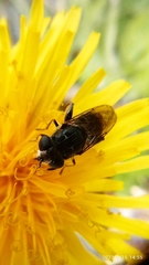 Asemosyrphus mexicanus