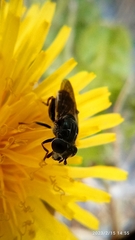 Asemosyrphus mexicanus