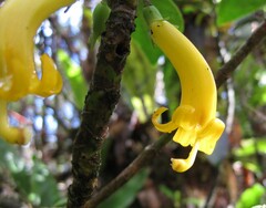 Scaevola glabra