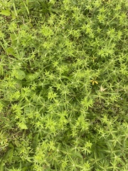 Eryngium foetidum